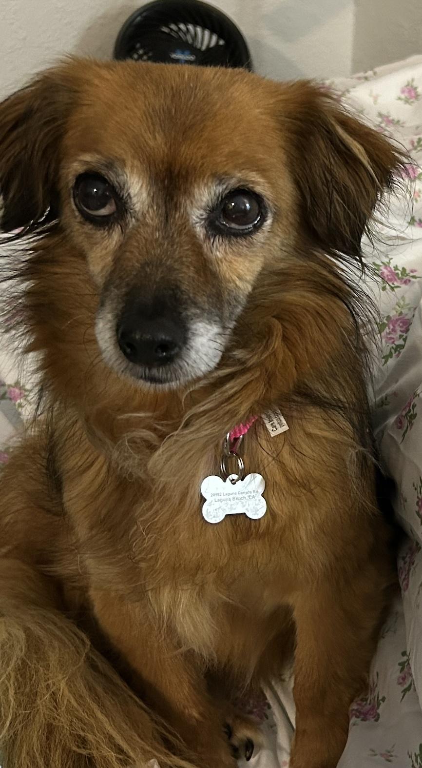 Foxy, ADOPTABLE, Senior Female Chihuahua.