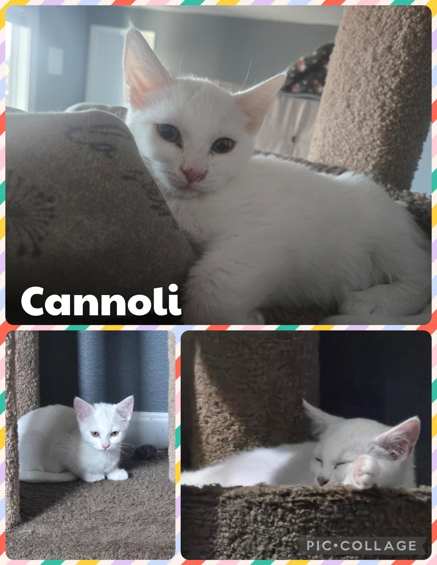 Cannoli, Adoptable, Kitten Female Domestic Medium Hair.