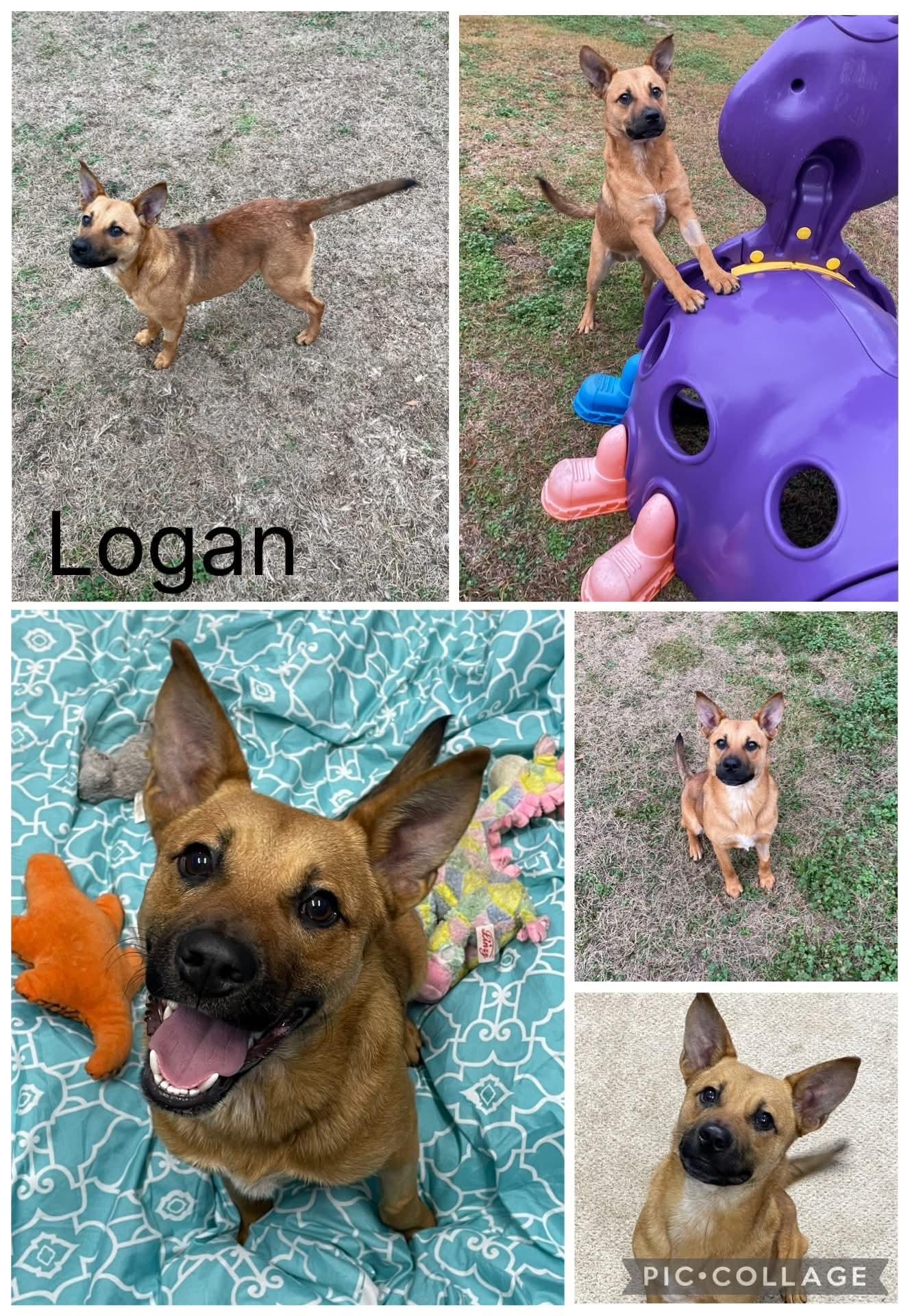 Enlarge Logan, an adopted mixed breed in Enterprise, AL image 1/1