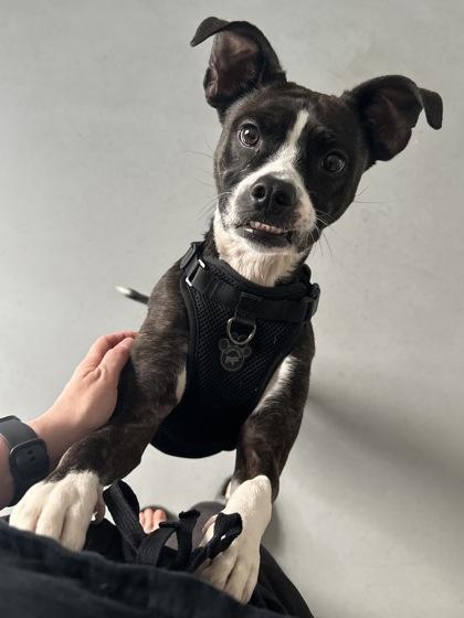 Susan 51369, Adoptable, Adult Female Mixed Breed.