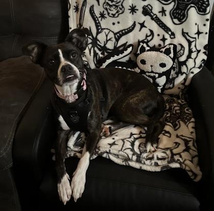 Susan 51369, a Adoptable Mixed Breed in Oklahoma City, OK image 2/3