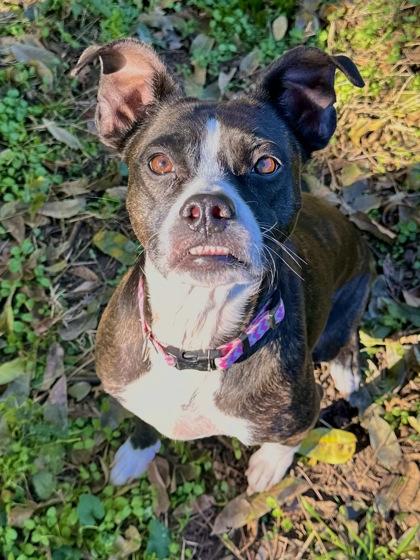 Susan 51369, a Adoptable Mixed Breed in Oklahoma City, OK image 3/3