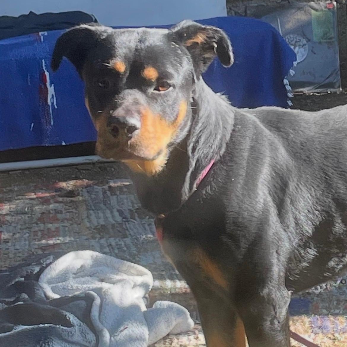 Enlarge ROCKO, an adopted Rottweiler in Lebec, CA image 1/2