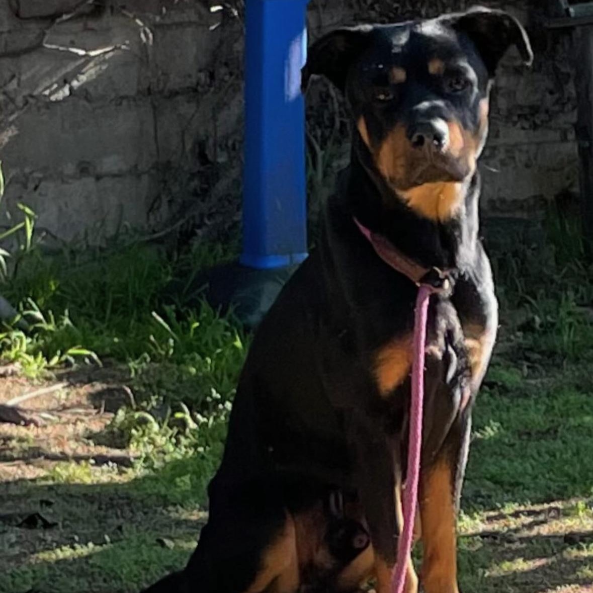 Enlarge ROCKO, an adopted Rottweiler in Lebec, CA image 2/2