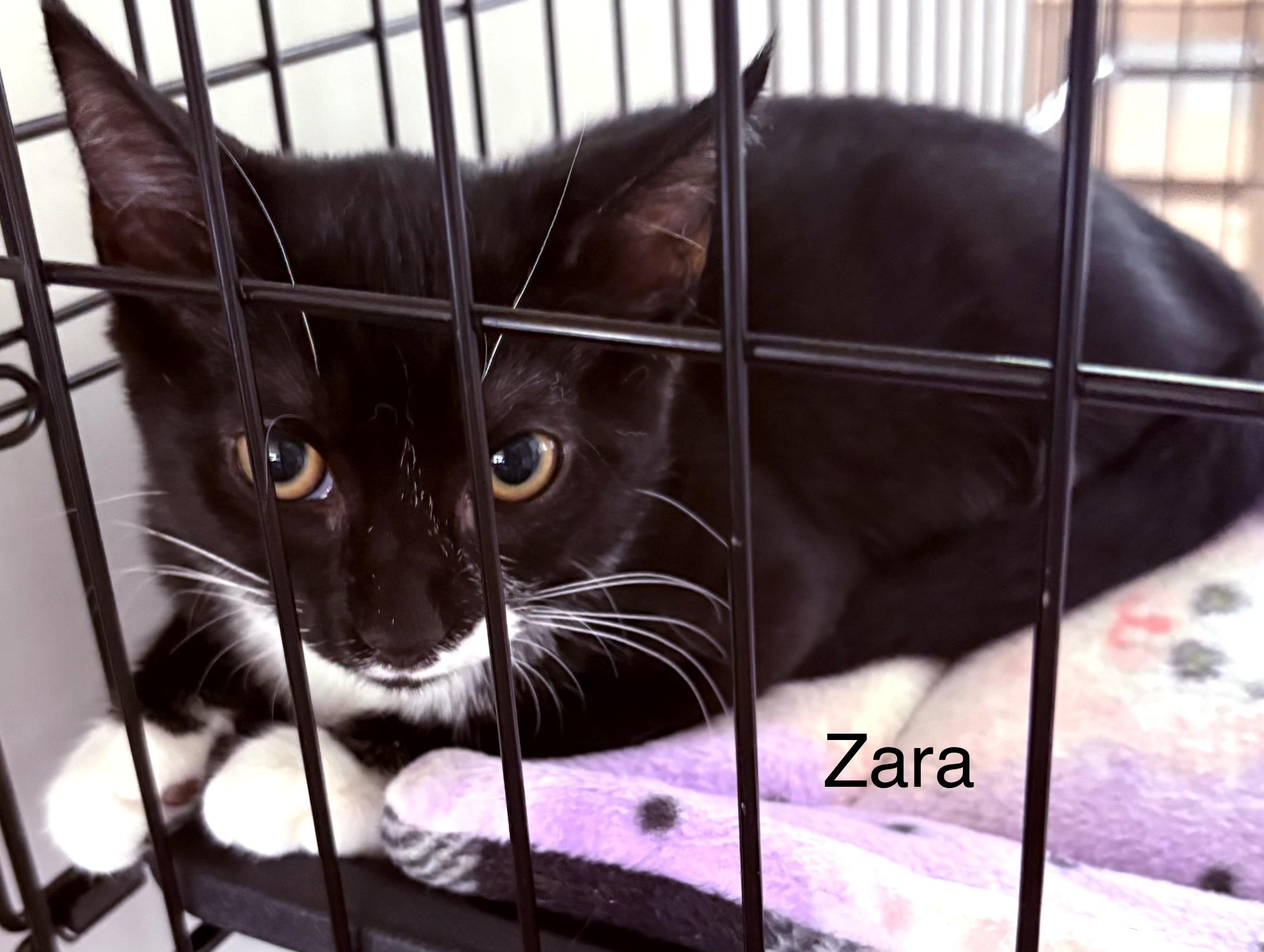 Zara, a Adoptable Domestic Short Hair in Annapolis, MD image 2/2