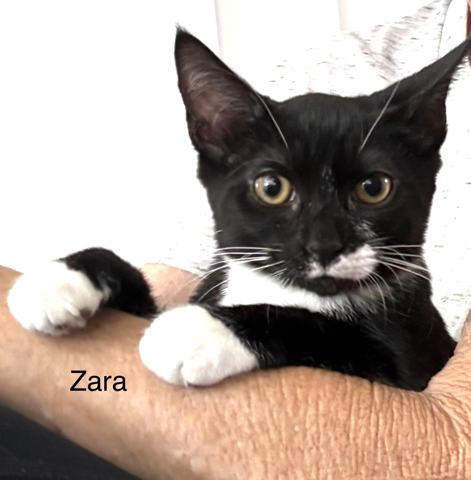 Zara, Adoptable, Kitten Female Domestic Short Hair.