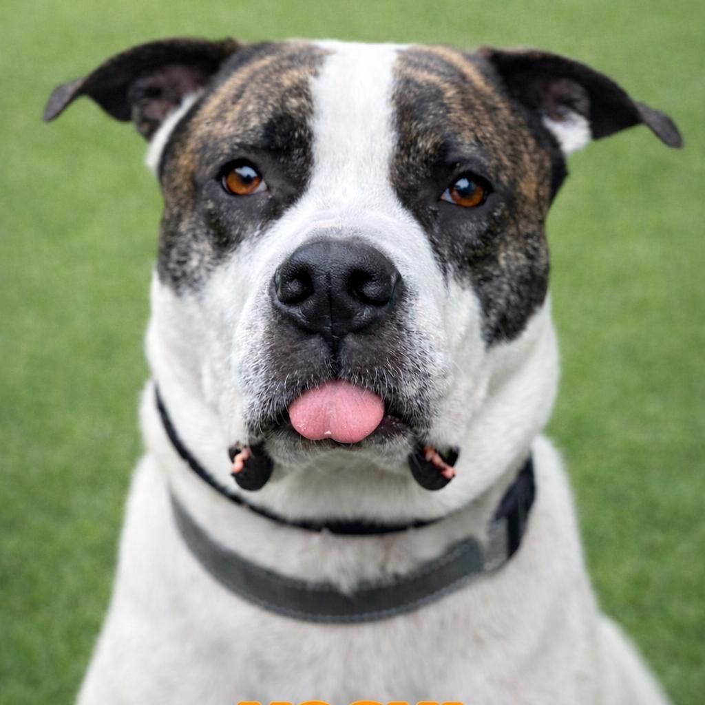 Yoshi, Adoptable, Adult Male Mixed Breed.