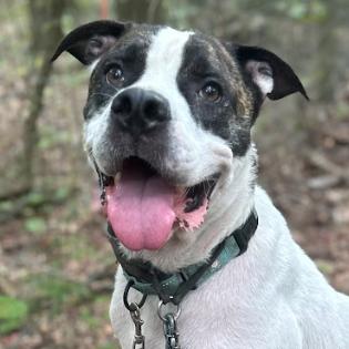 Yoshi, Adoptable, Adult Male Mixed Breed.