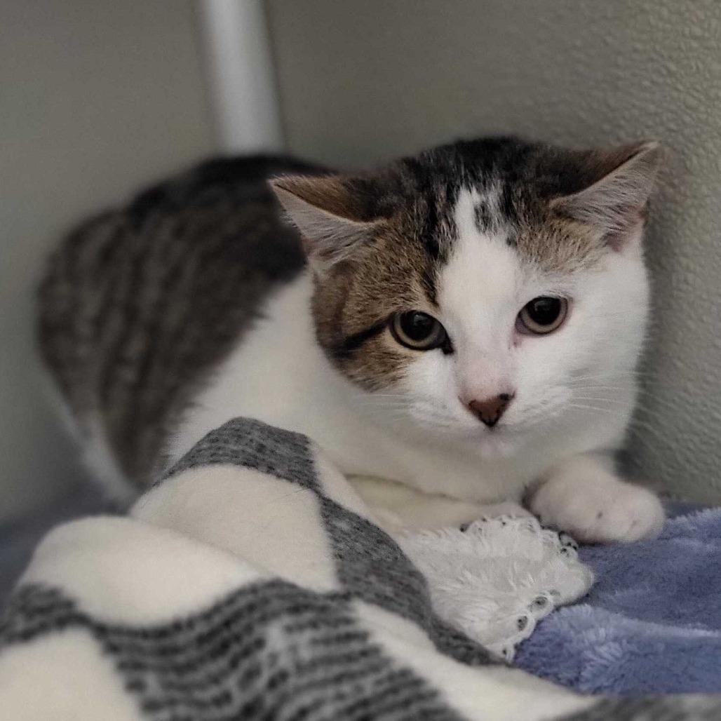 Rue, Adoptable, Kitten Male Domestic Short Hair.