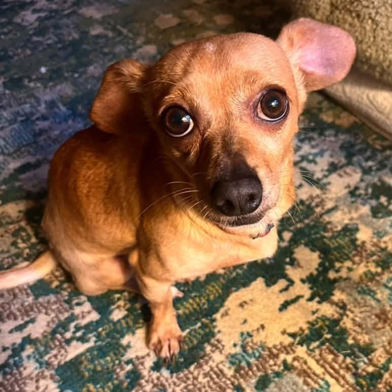 Dijon, ADOPTABLE, Adult Male Chiweenie.