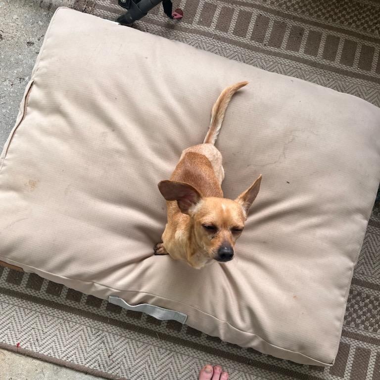 Enlarge Dijon, a ADOPTABLE Chiweenie in Greenville, SC image 5/6