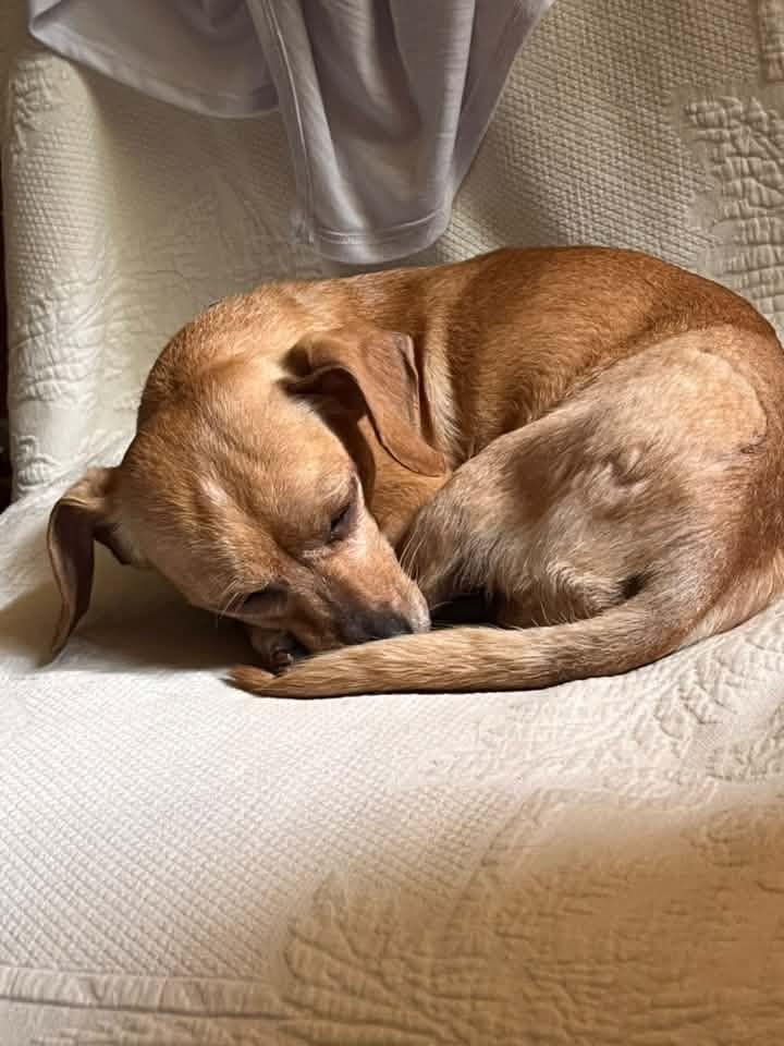 Enlarge Dijon, a ADOPTABLE Chiweenie in Greenville, SC image 6/6