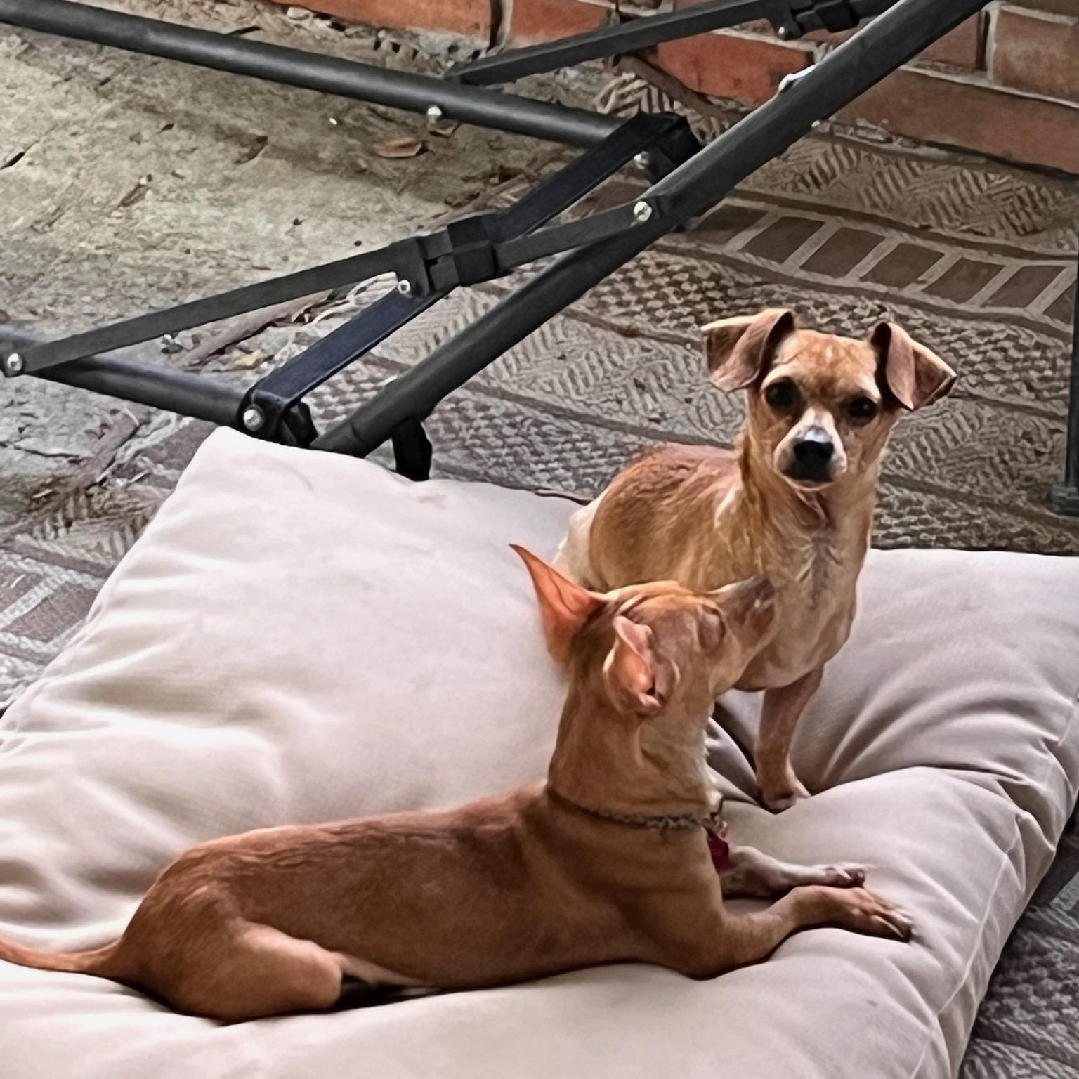 Enlarge Dijon, a ADOPTABLE Chiweenie in Greenville, SC image 3/6