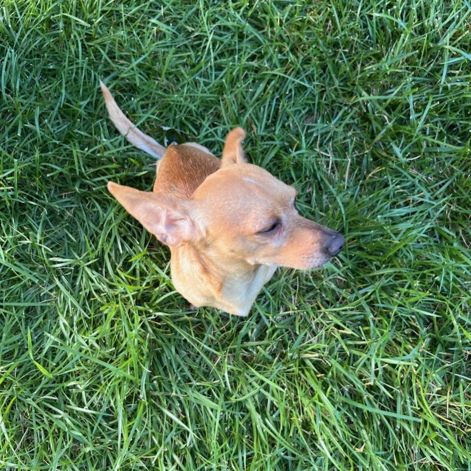 Enlarge Dijon, a ADOPTABLE Chiweenie in Greenville, SC image 2/6