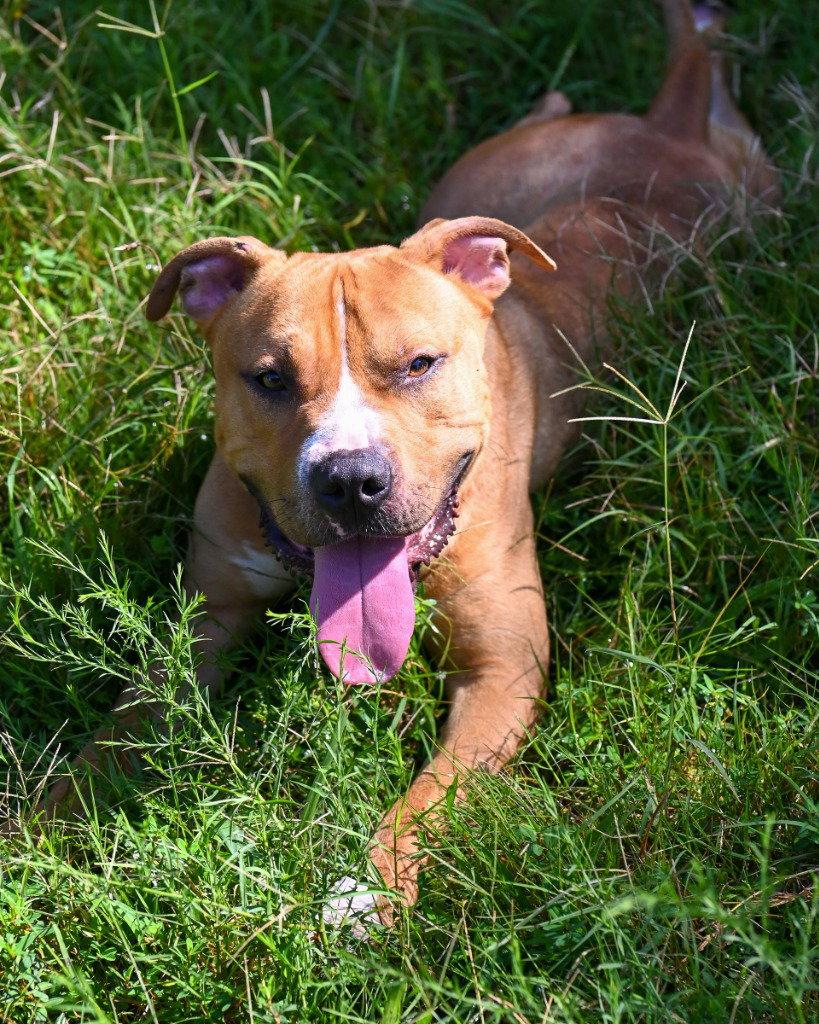 DA 37 Louie, Adoptable, Adult Male Pit Bull Terrier.