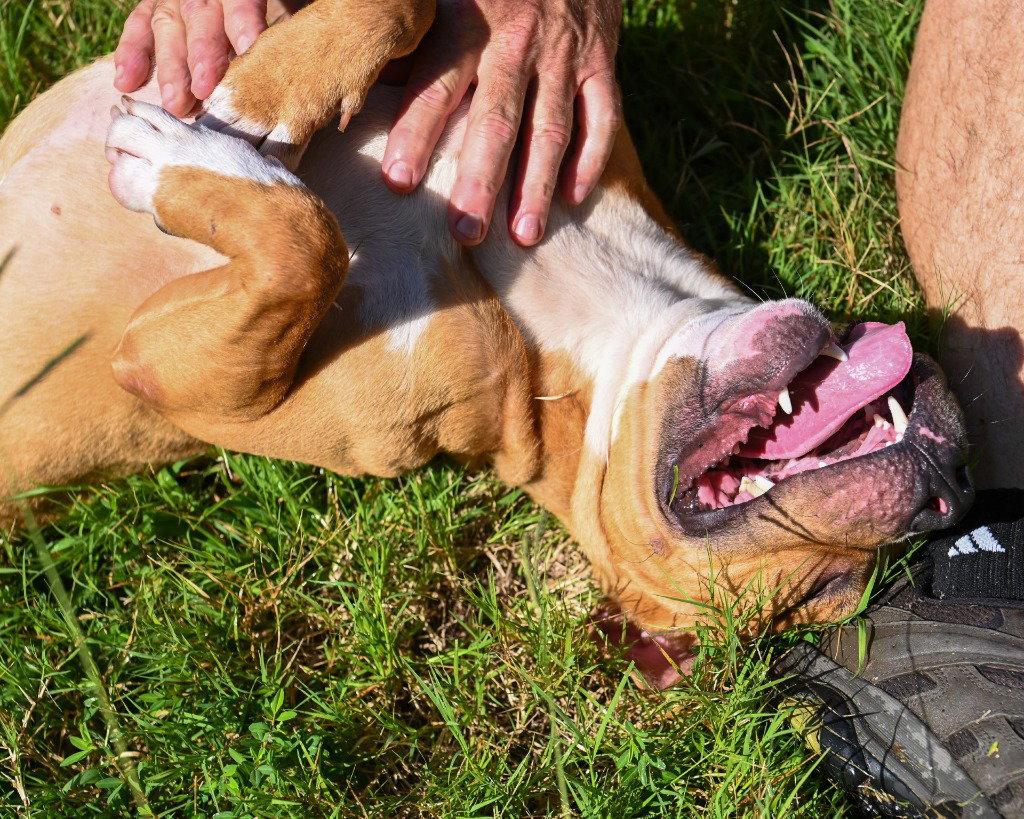 DA 37 Louie, a Adoptable Pit Bull Terrier in Glen Allen, VA image 2/3