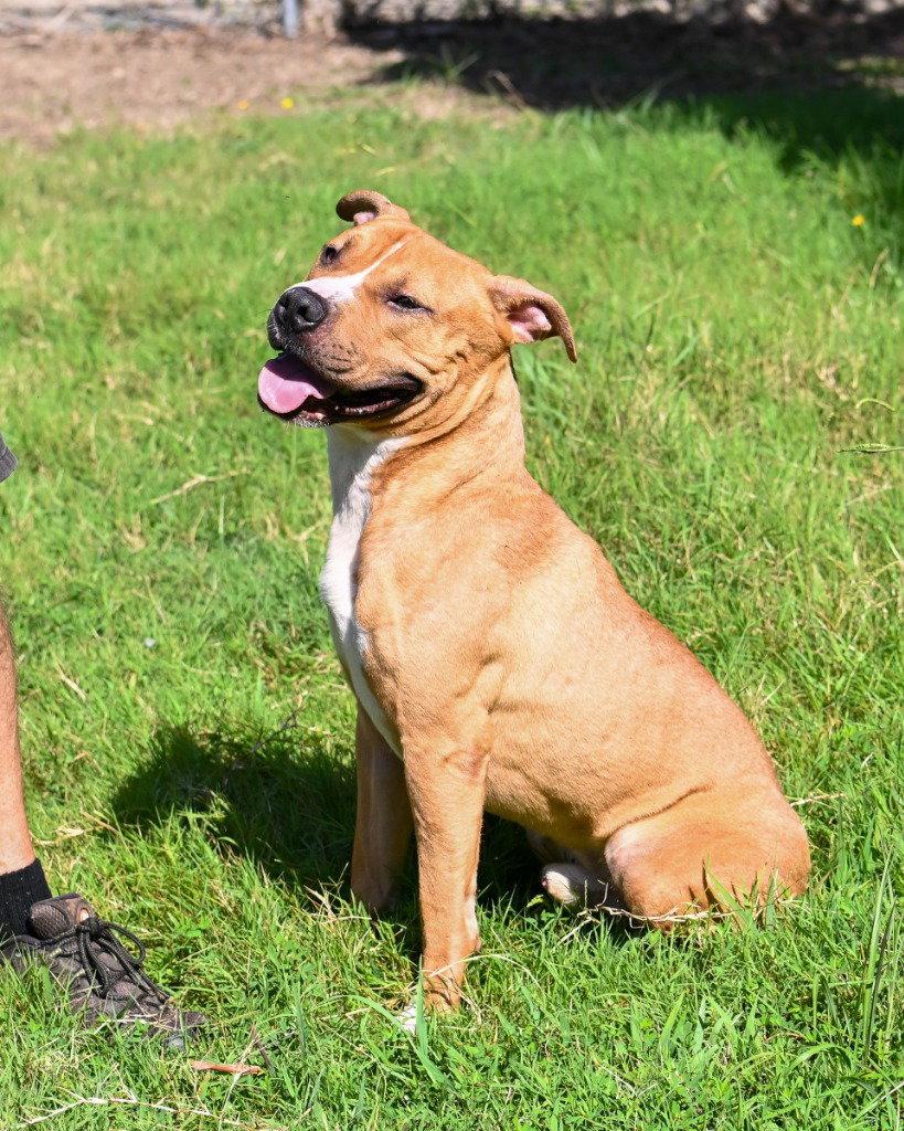 DA 37 Louie, a Adoptable Pit Bull Terrier in Glen Allen, VA image 3/3