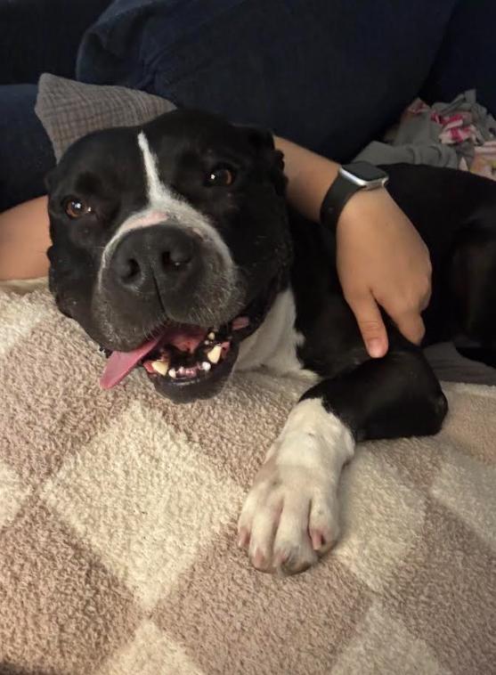 Lulu