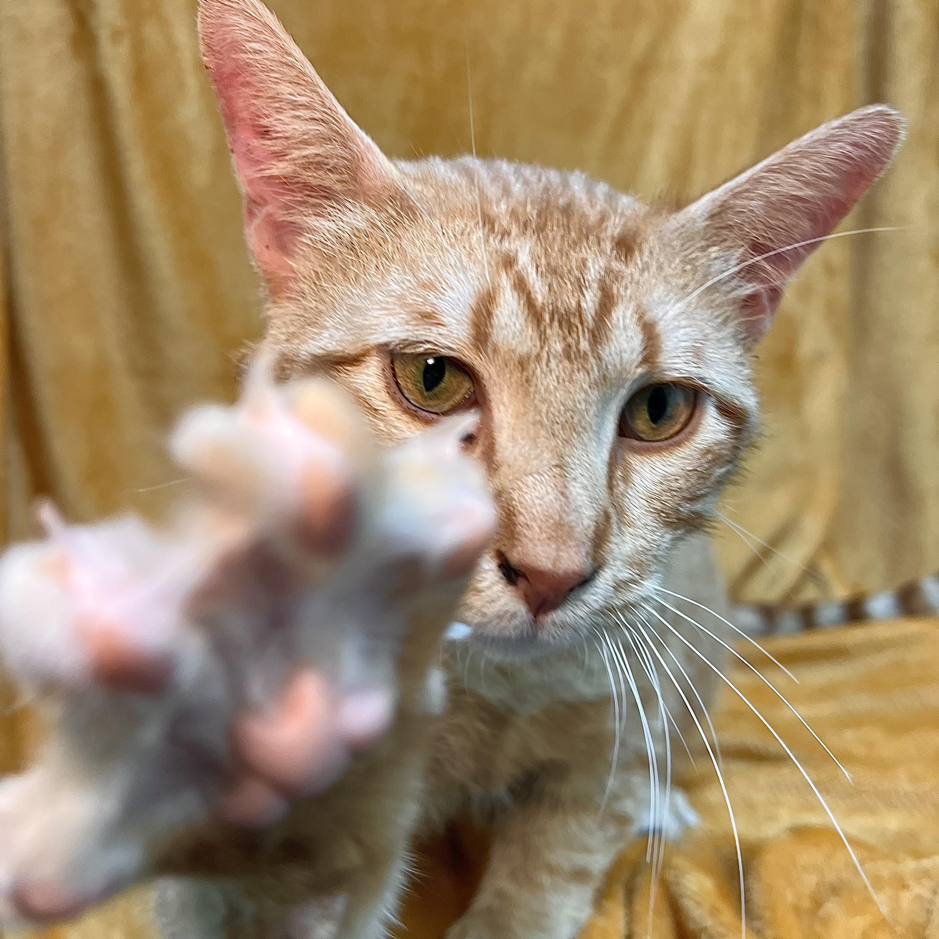 Sunny, a ADOPTABLE Domestic Short Hair in Fairmont, MN image 3/6