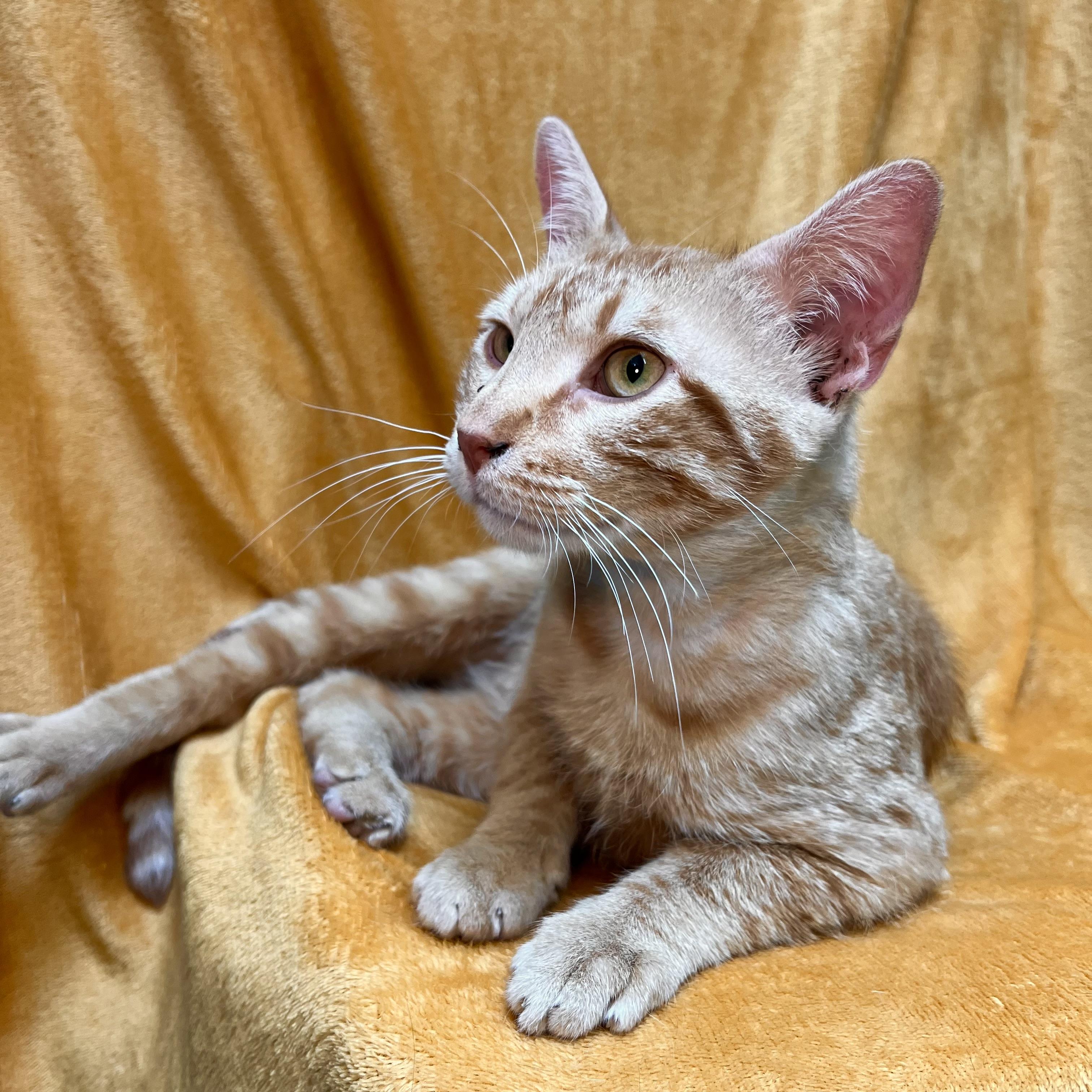 Sunny, a ADOPTABLE Domestic Short Hair in Fairmont, MN image 2/6