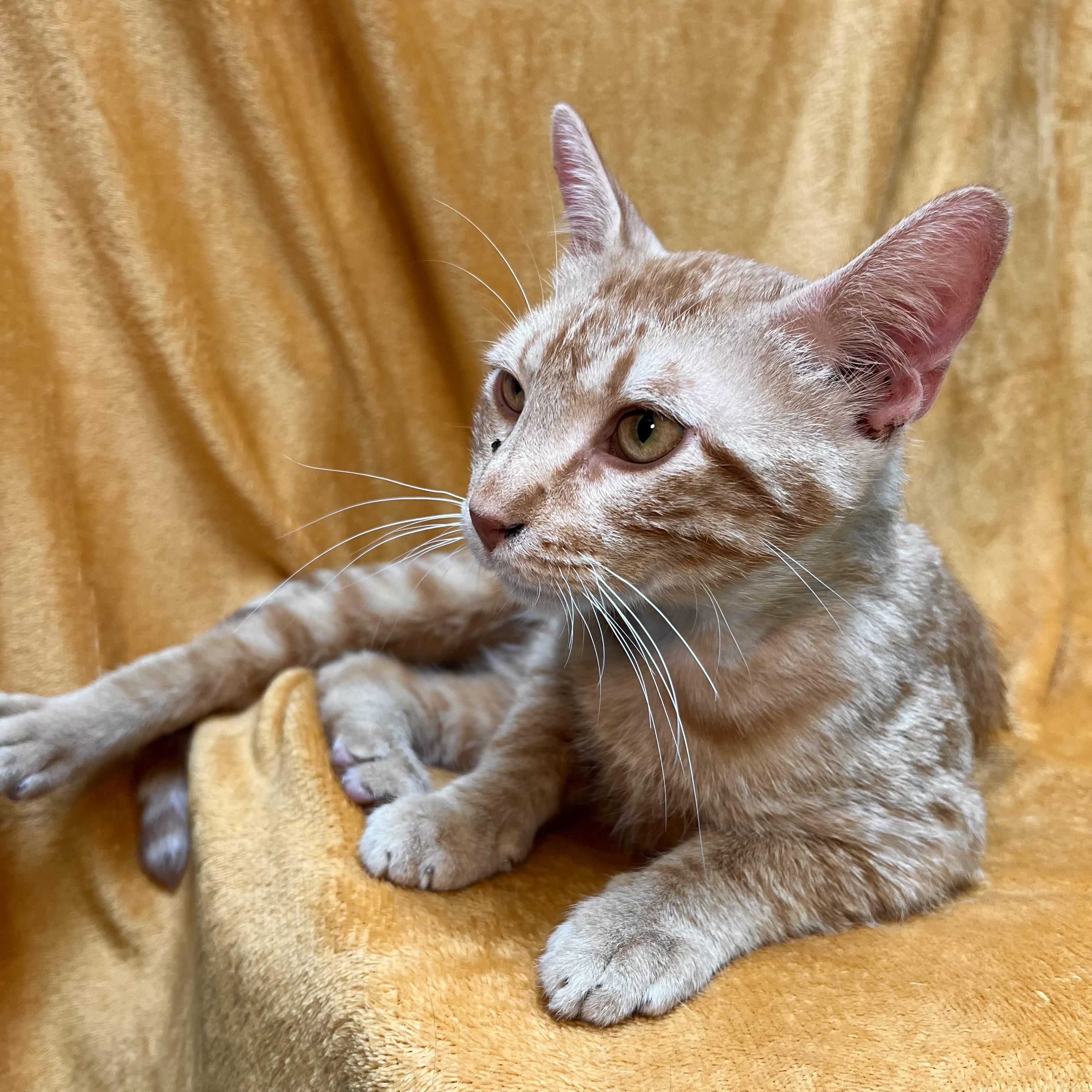 Sunny, a ADOPTABLE Domestic Short Hair in Fairmont, MN image 5/6