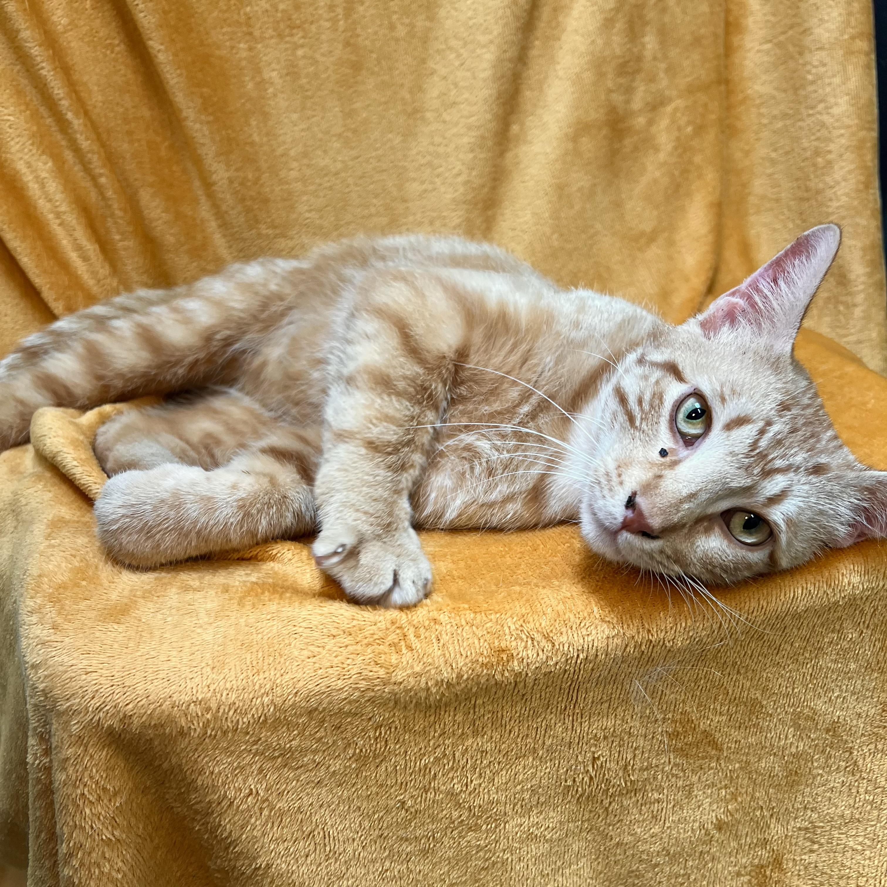 Sunny, a ADOPTABLE Domestic Short Hair in Fairmont, MN image 4/6