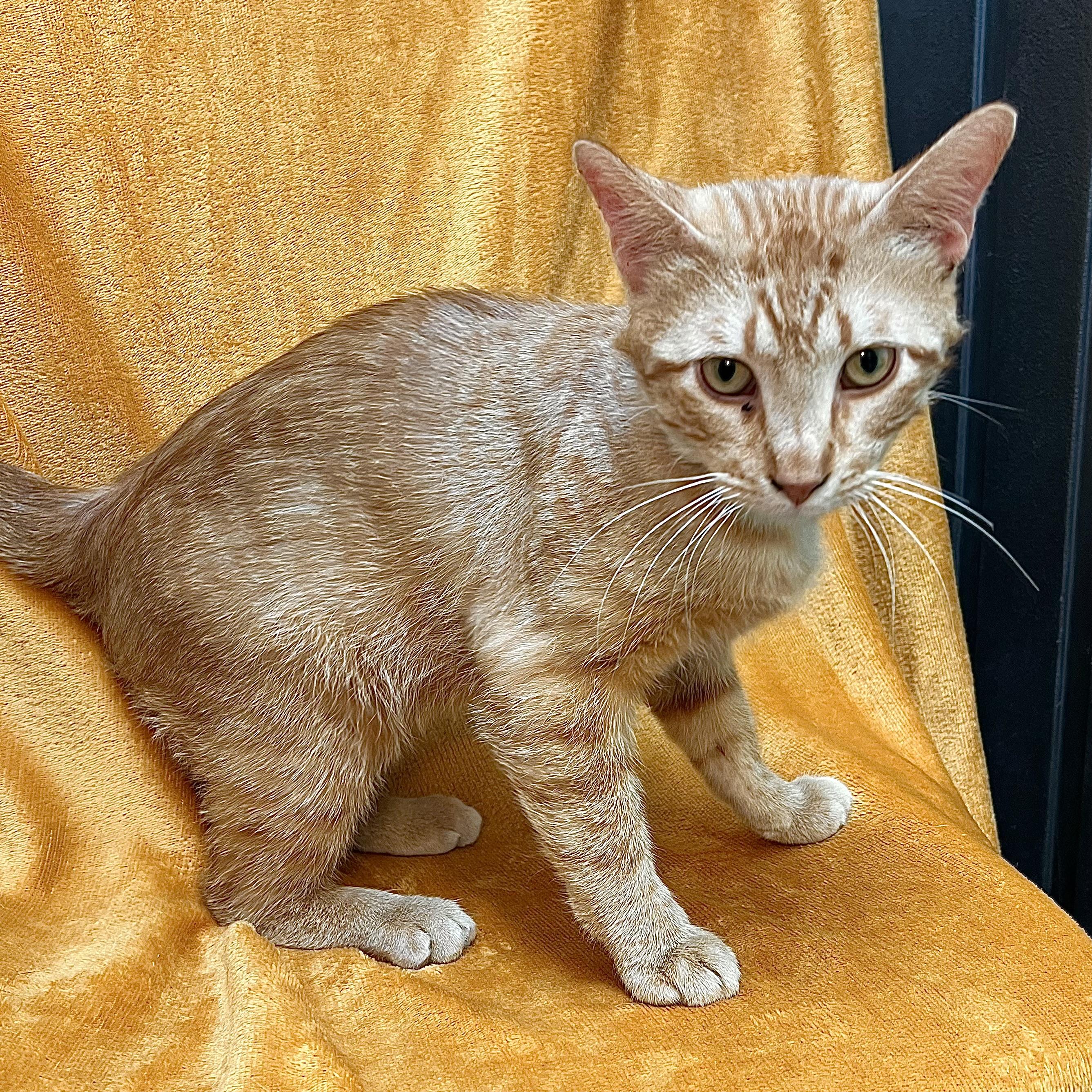 Sunny, a ADOPTABLE Domestic Short Hair in Fairmont, MN image 6/6