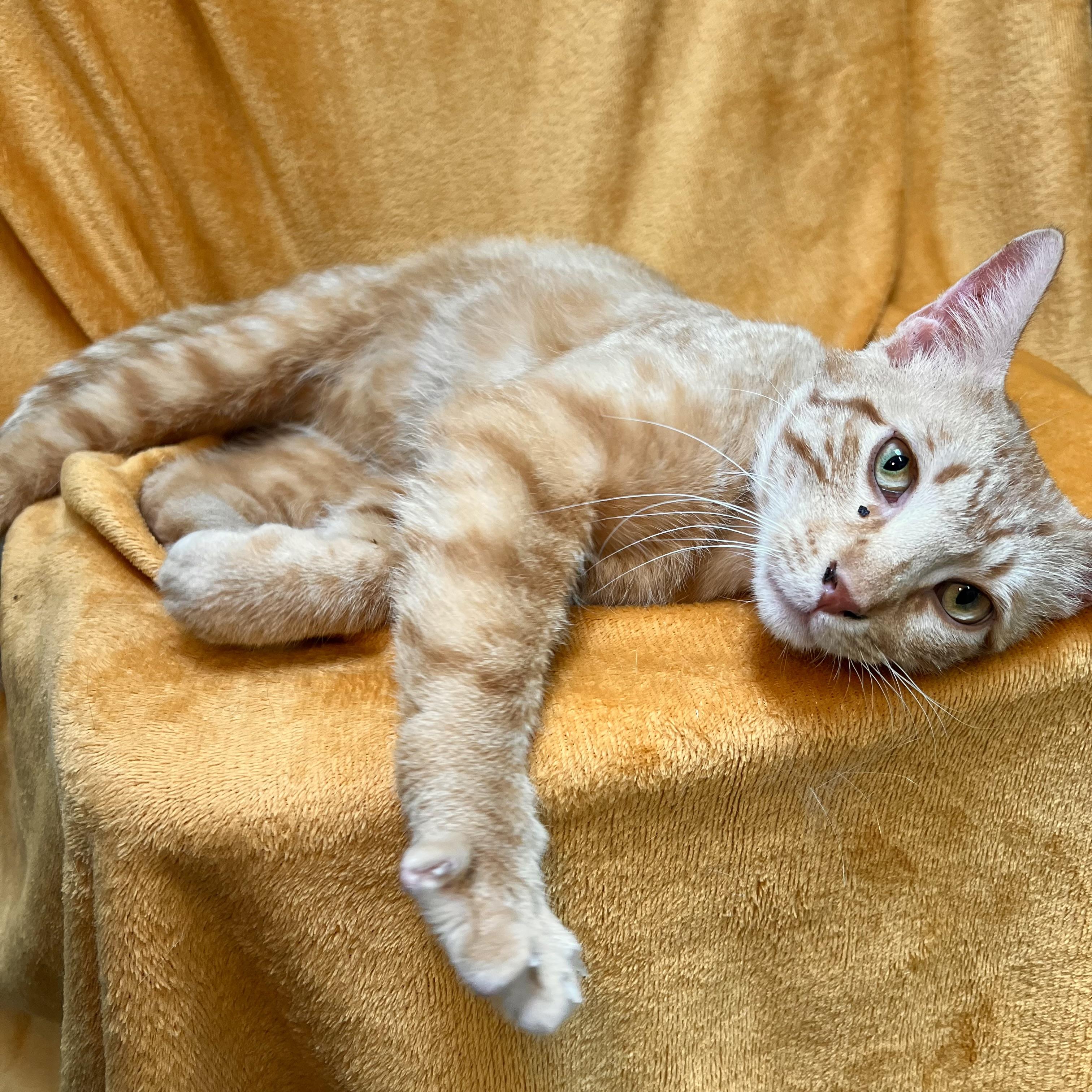 Sunny, a ADOPTABLE Domestic Short Hair in Fairmont, MN image 1/6