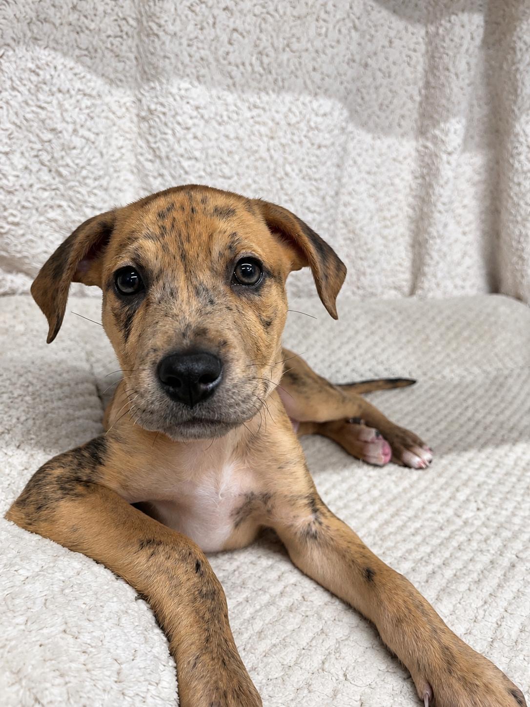 Enlarge John B, a Adoptable mixed breed in Awendaw, SC image 2/2