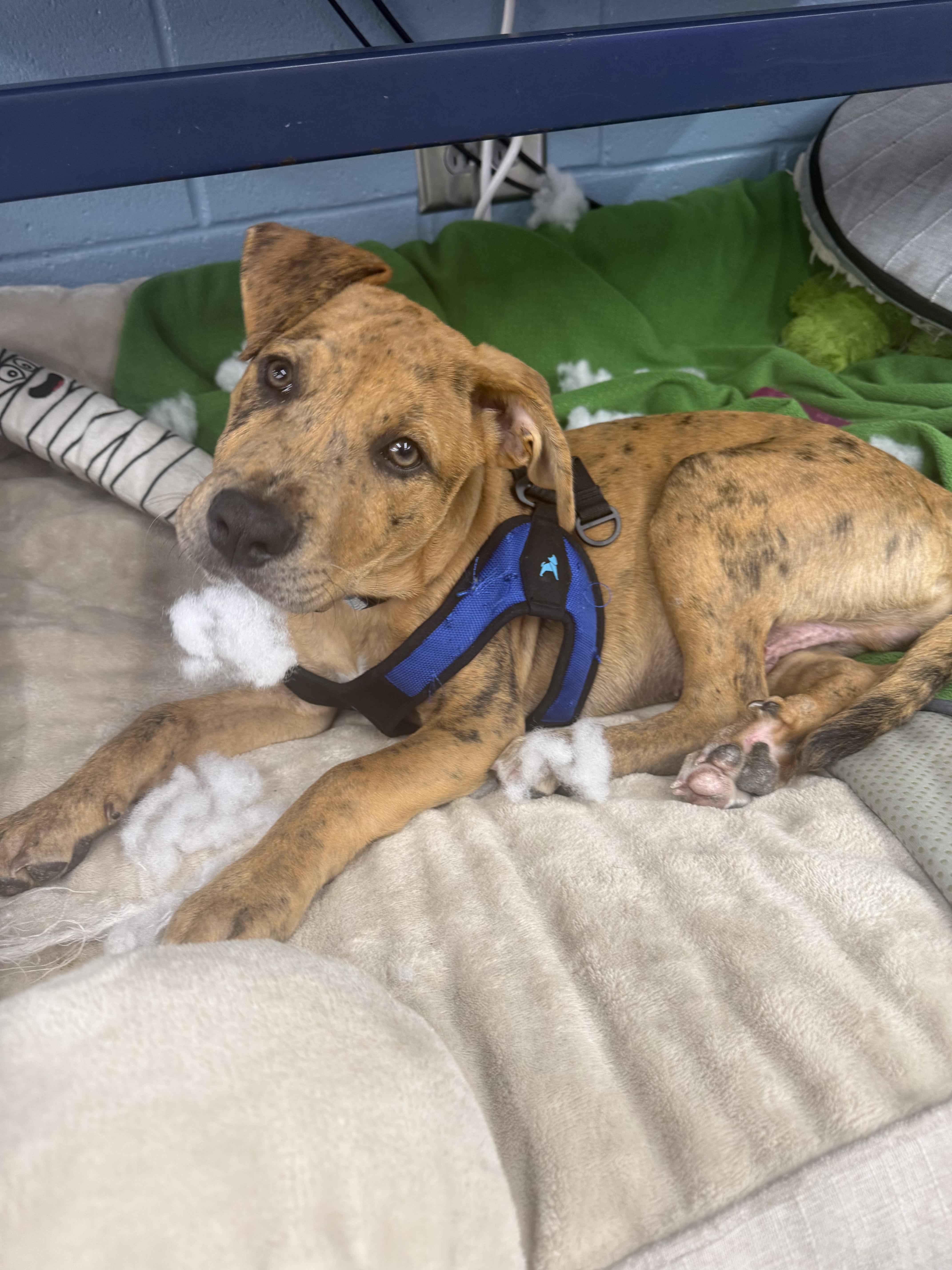 John B, Adoptable, Young Male Mixed Breed.