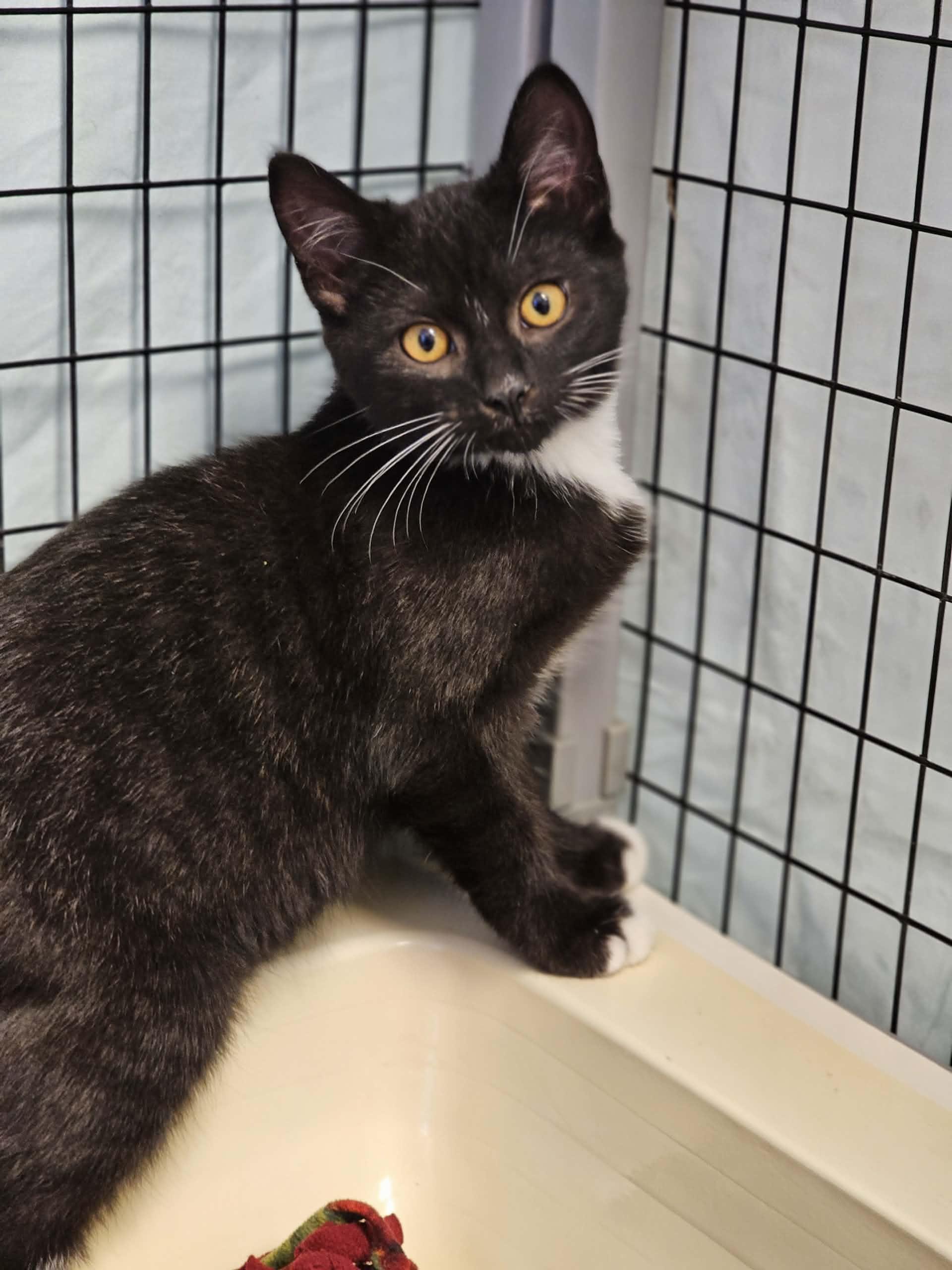 Enlarge Bentley, a Adoptable Domestic Short Hair in Grants Pass, OR image 1/2