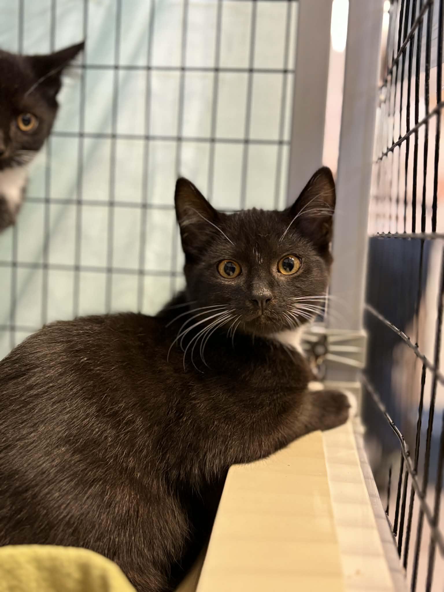 Enlarge Bentley, a Adoptable Domestic Short Hair in Grants Pass, OR image 2/2