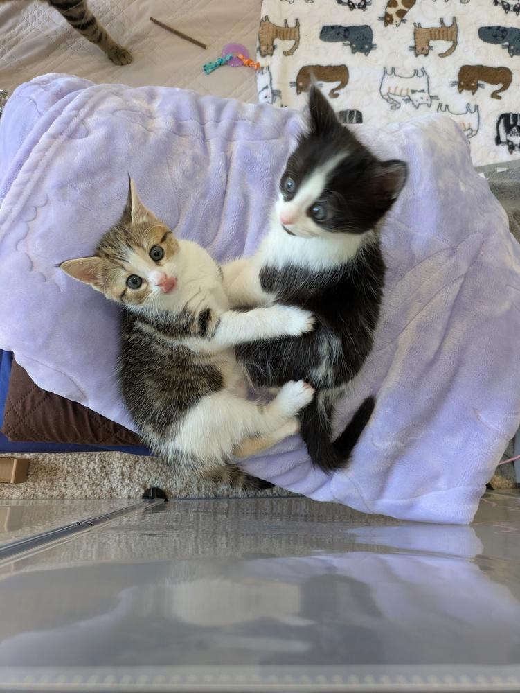 Gracie (kitten) must go with Bernard, a Adoptable Domestic Short Hair in Cary, NC image 1/2