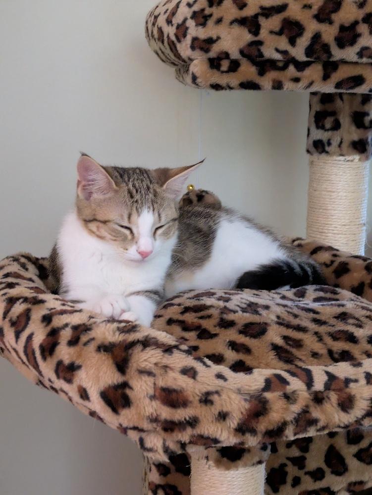 Gracie (kitten) must go with Bernard, a Adoptable Domestic Short Hair in Cary, NC image 2/2