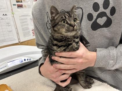 Enlarge Holly, a Adoptable mixed breed in Lowell, MA image 1/1