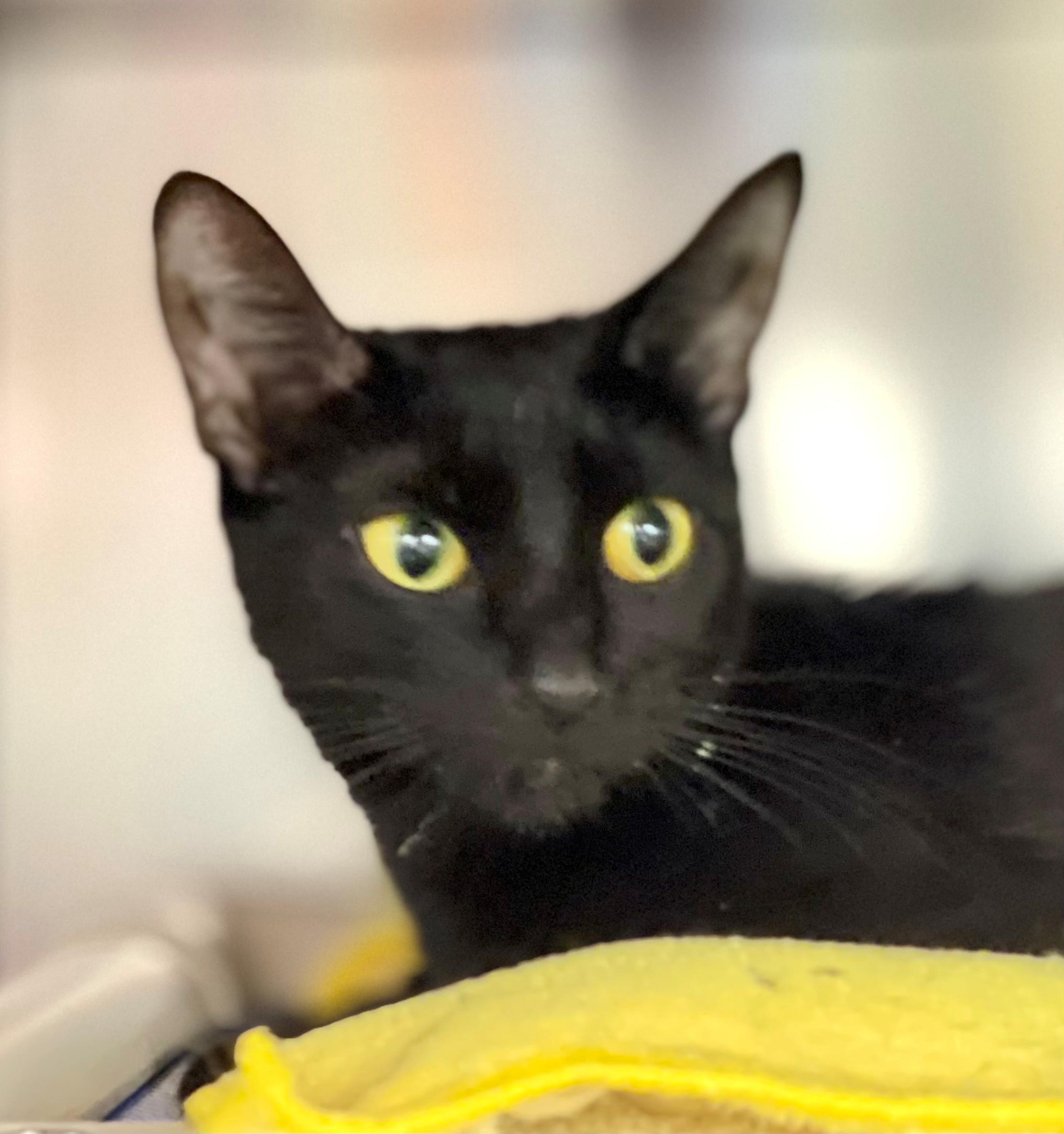 Enlarge Kikiro, an adoptable Domestic Short Hair in Hamilton, ON image 1/1