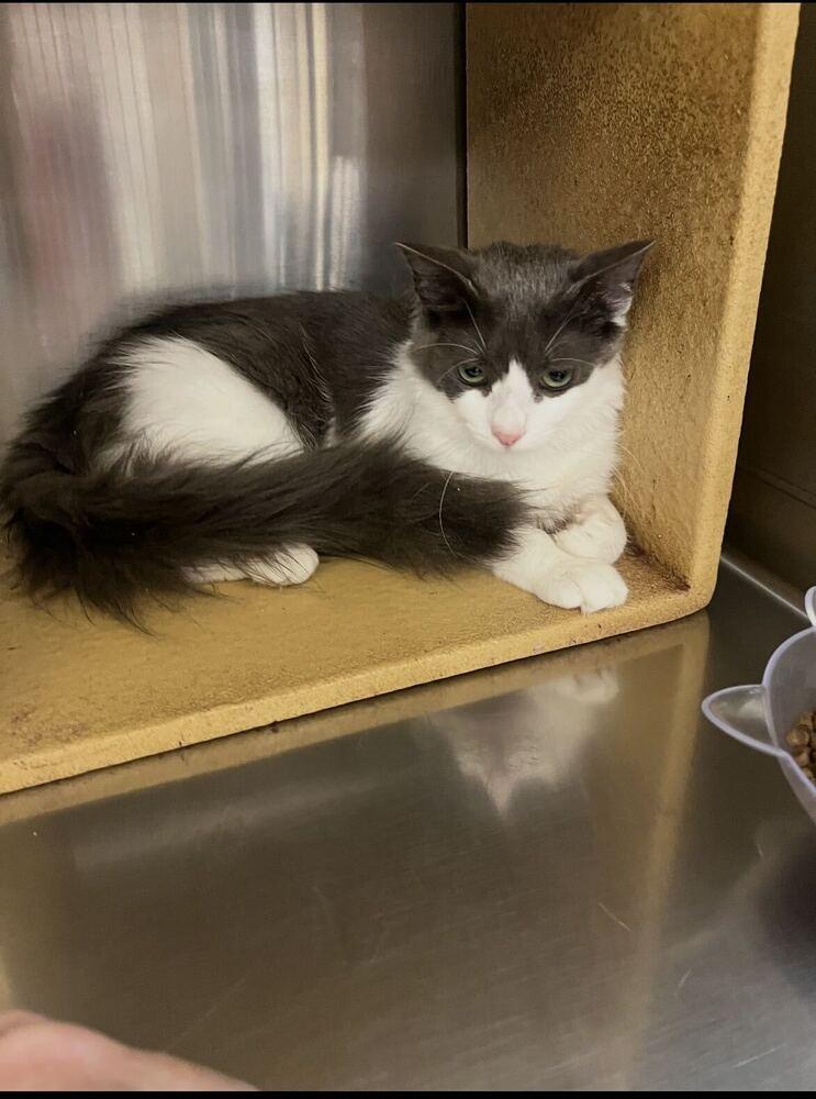 Rokie, Adoptable, Kitten Female Domestic Short Hair.
