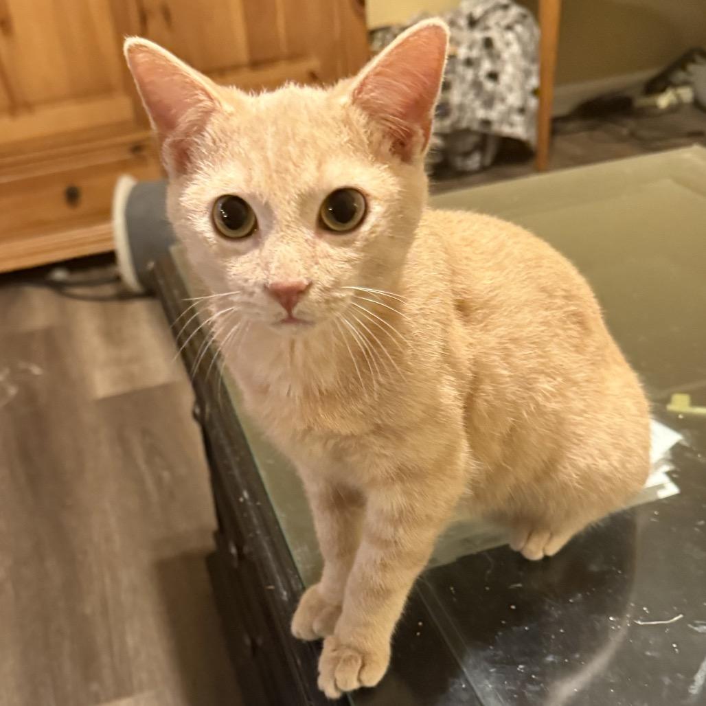 Enlarge Garbanzo, a Adoptable Domestic Short Hair in Woodstock, GA image 1/3