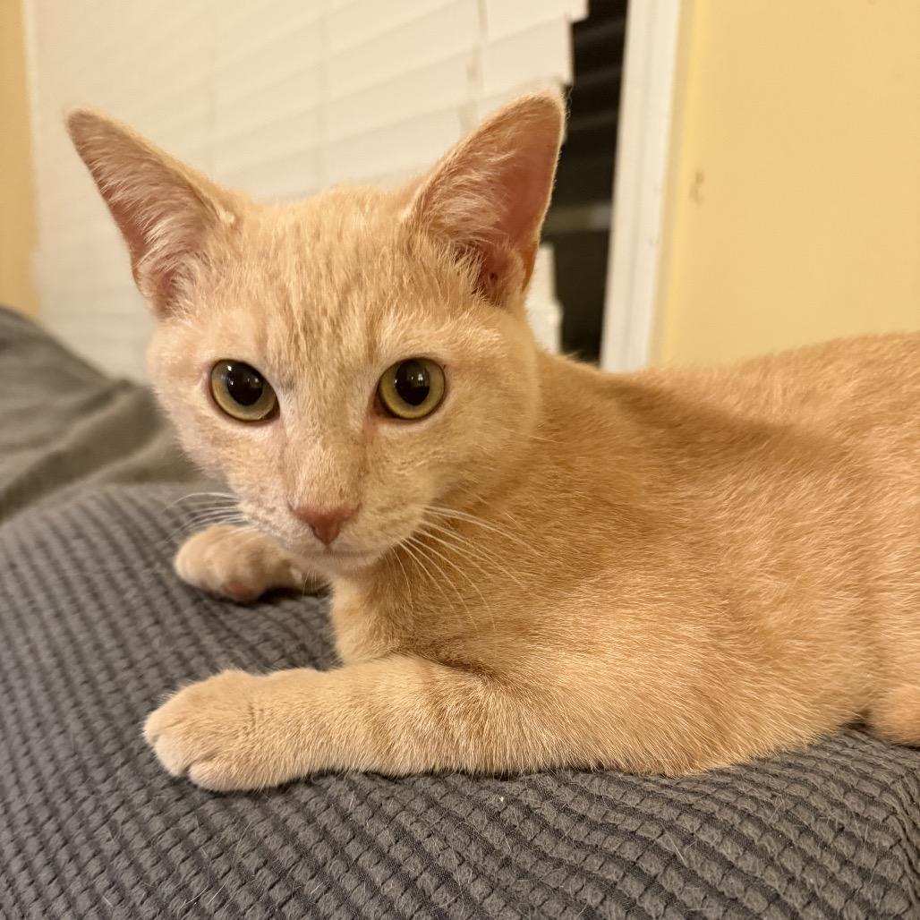 Enlarge Garbanzo, a Adoptable Domestic Short Hair in Woodstock, GA image 2/3