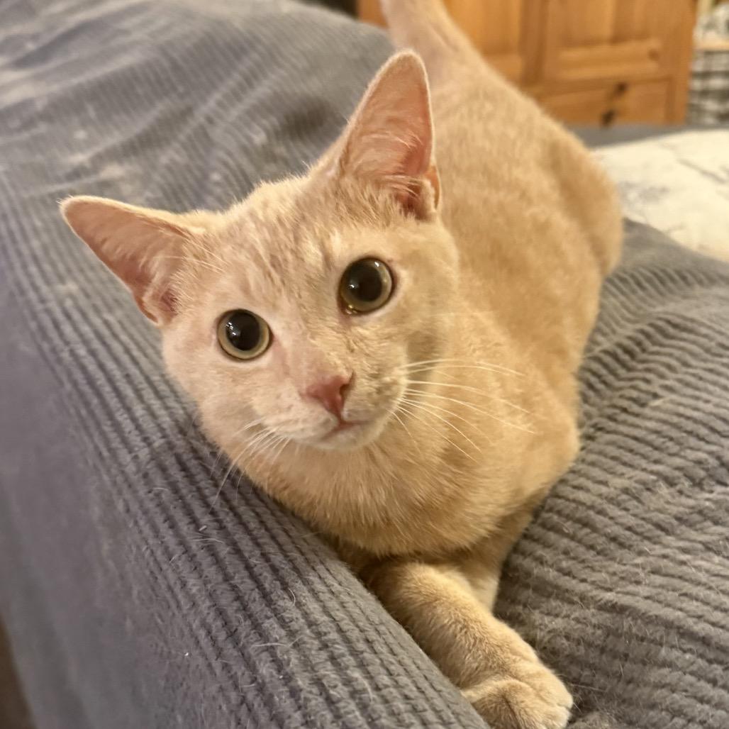 Enlarge Garbanzo, a Adoptable Domestic Short Hair in Woodstock, GA image 3/3