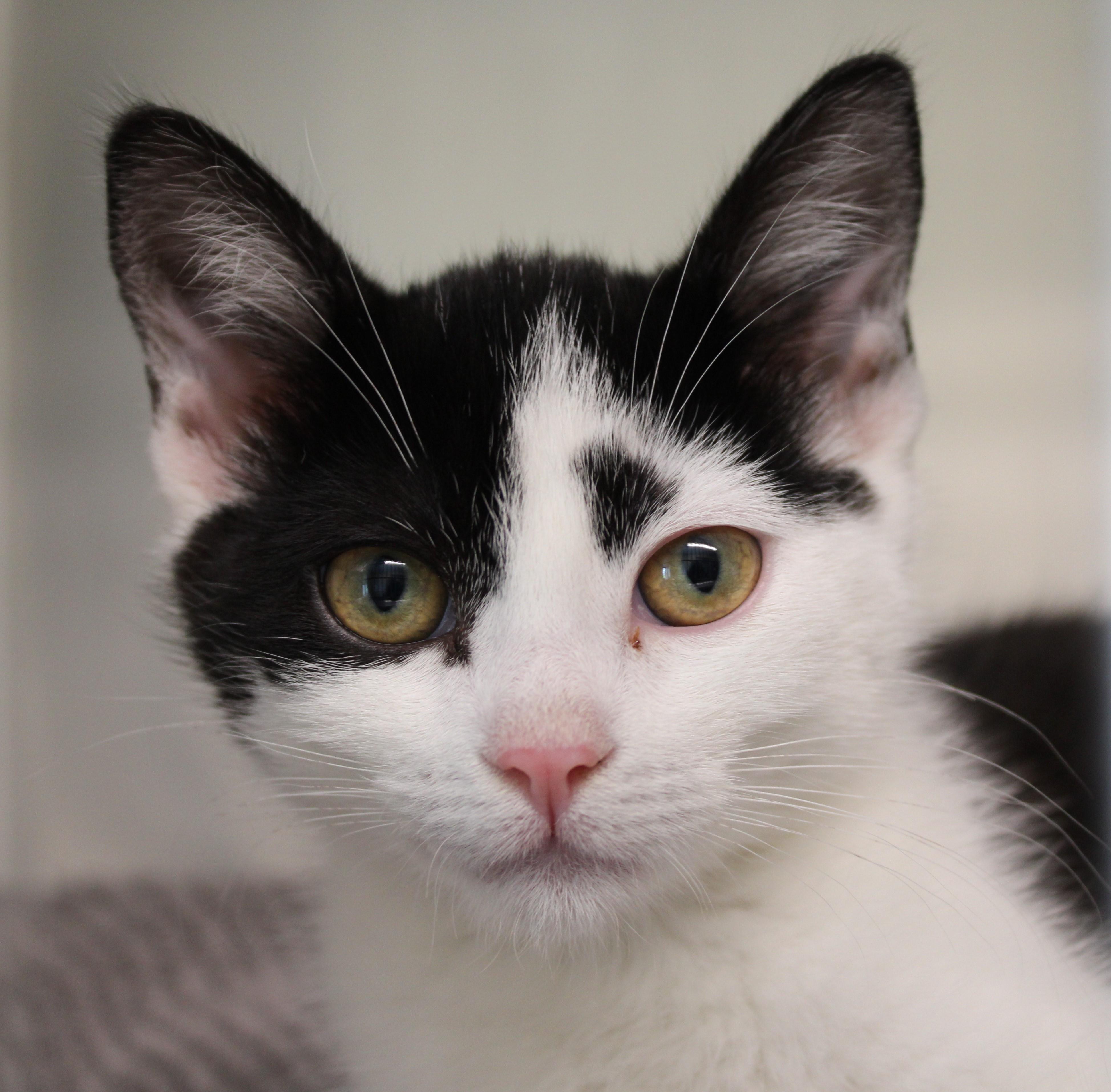 Patch, adopted, Kitten Male Domestic Short Hair.