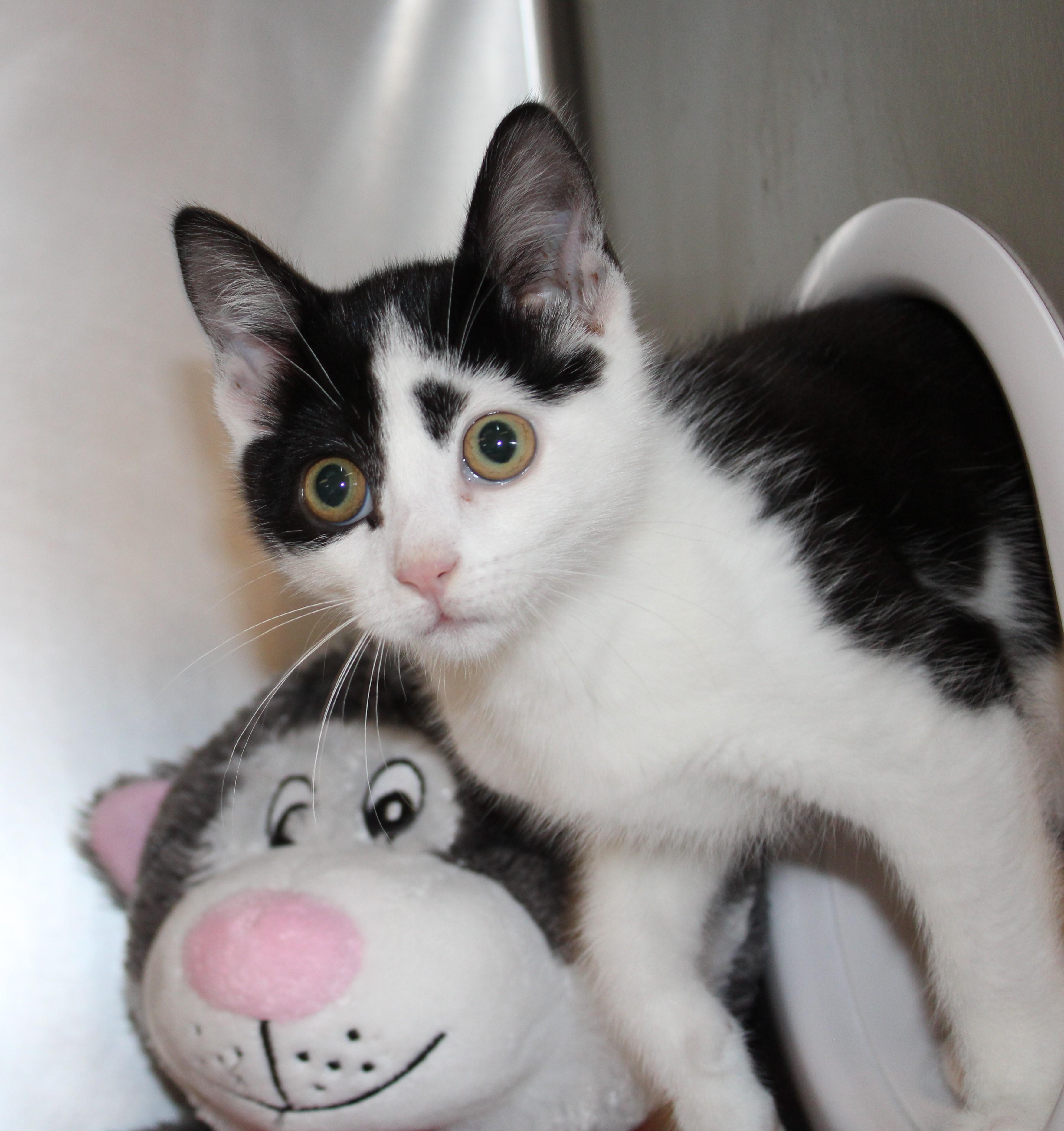 Enlarge Patch, an adopted Domestic Short Hair in Mississauga, ON image 4/5