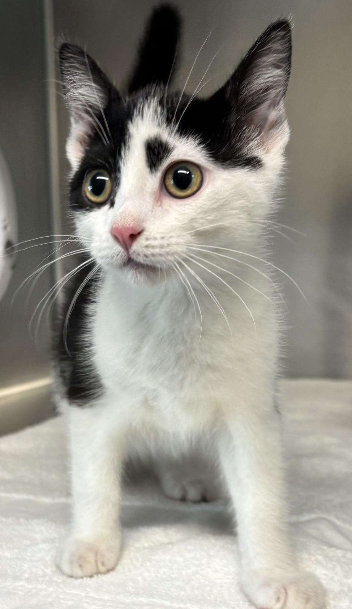 Enlarge Patch, an adopted Domestic Short Hair in Mississauga, ON image 3/5