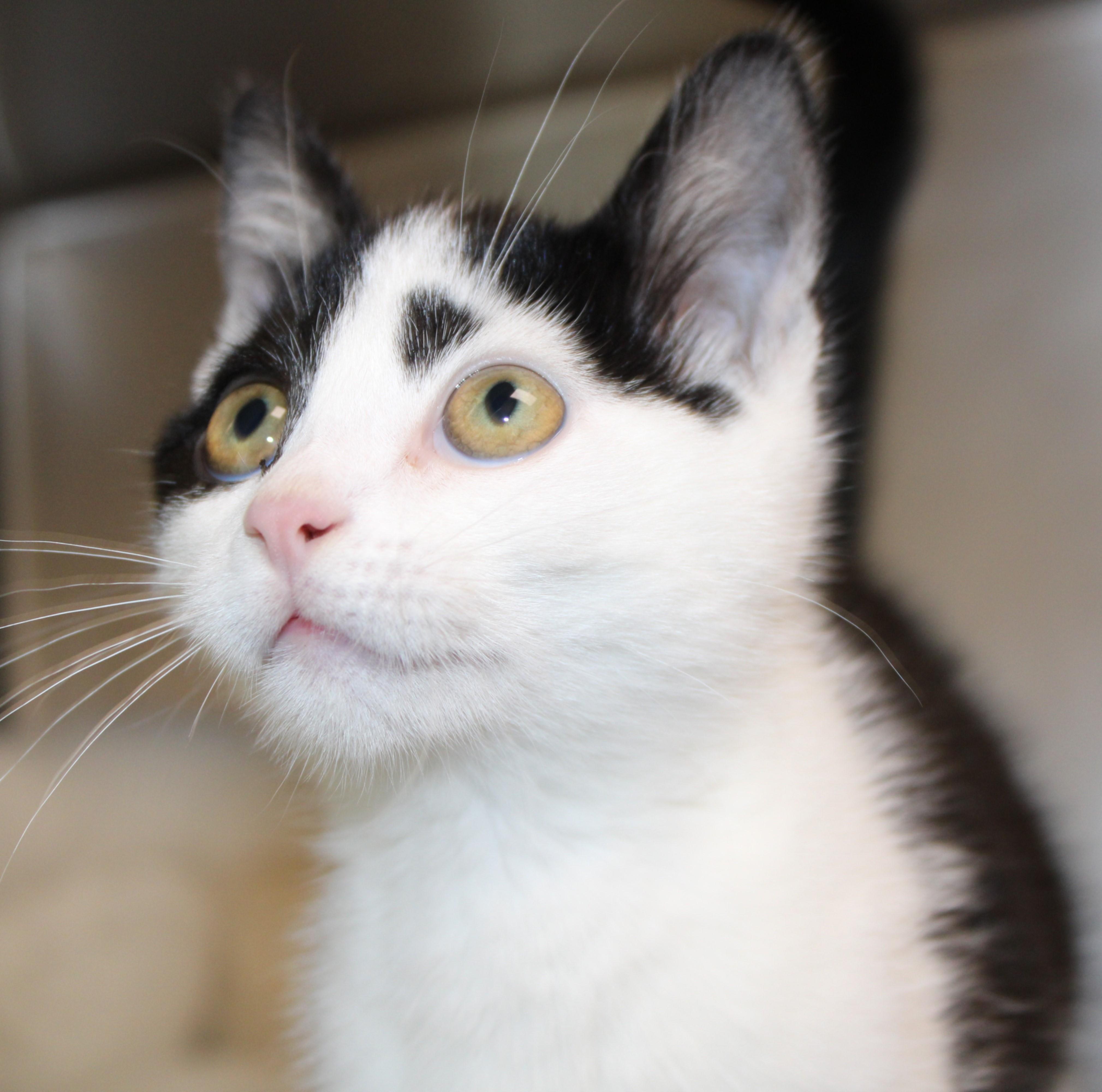 Enlarge Patch, an adopted Domestic Short Hair in Mississauga, ON image 2/5