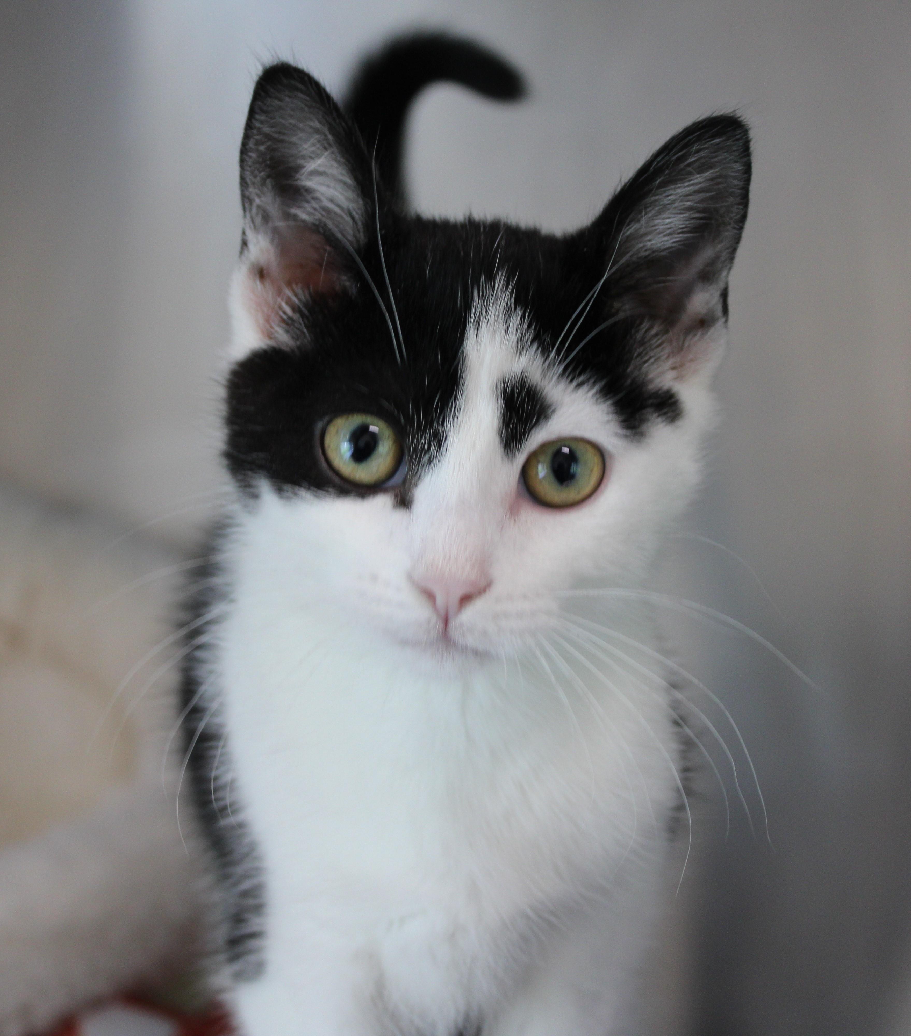 Enlarge Patch, an adopted Domestic Short Hair in Mississauga, ON image 5/5