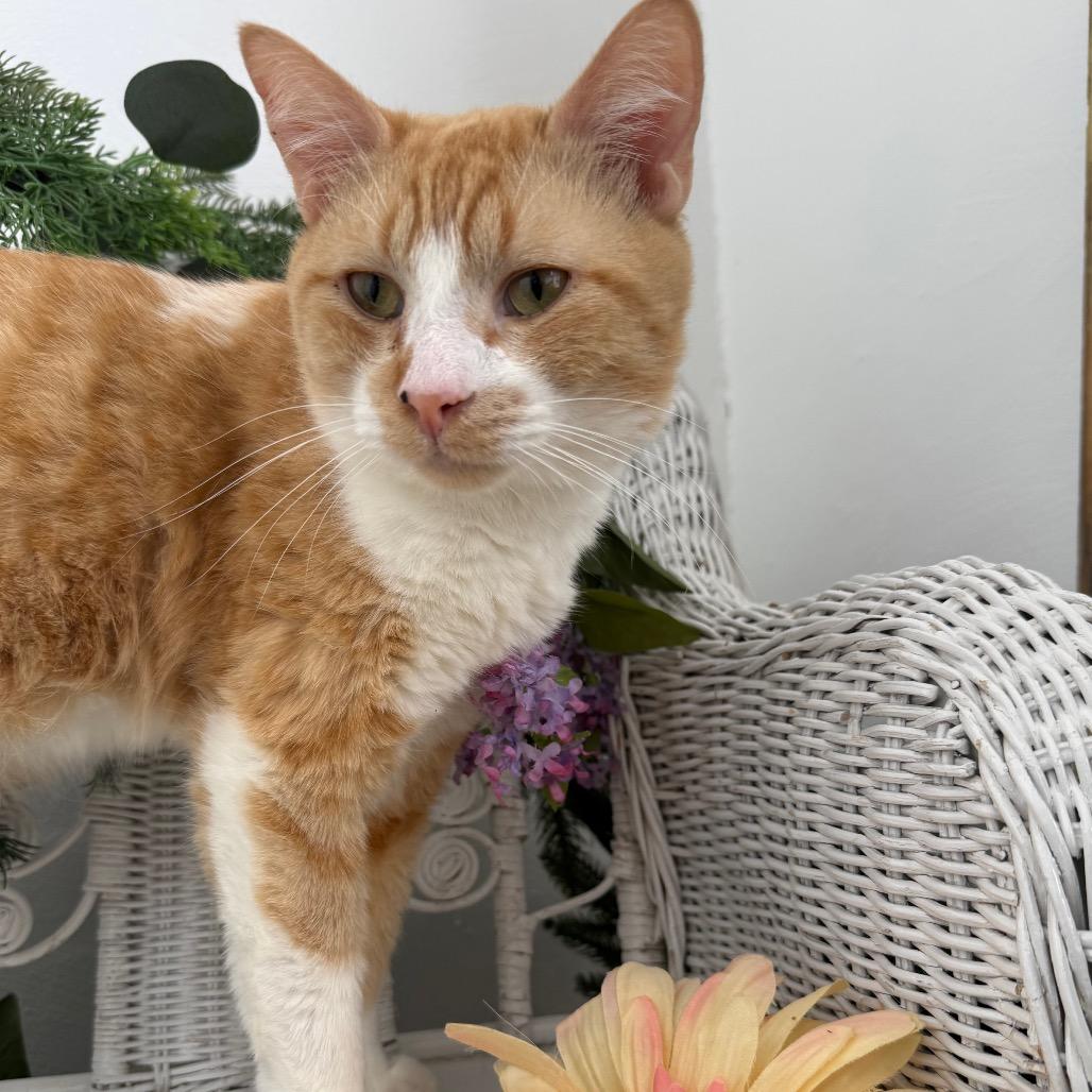 Ghee Buttersnaps FIV+ 56038, Adoptable, Adult Male Domestic Short Hair.