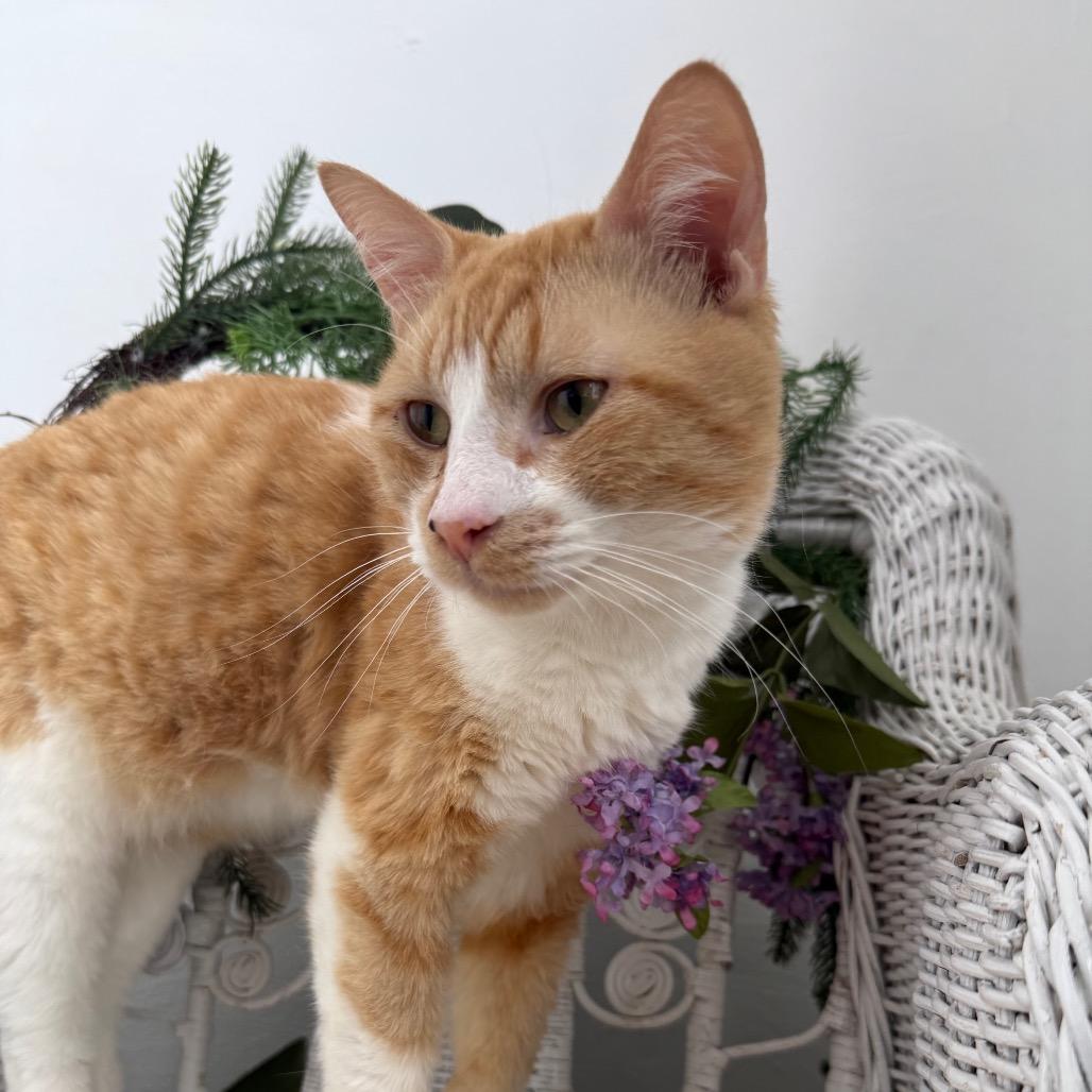 Enlarge Ghee Buttersnaps FIV+ 56038, a Adoptable Domestic Short Hair in Lansing, MI image 2/4