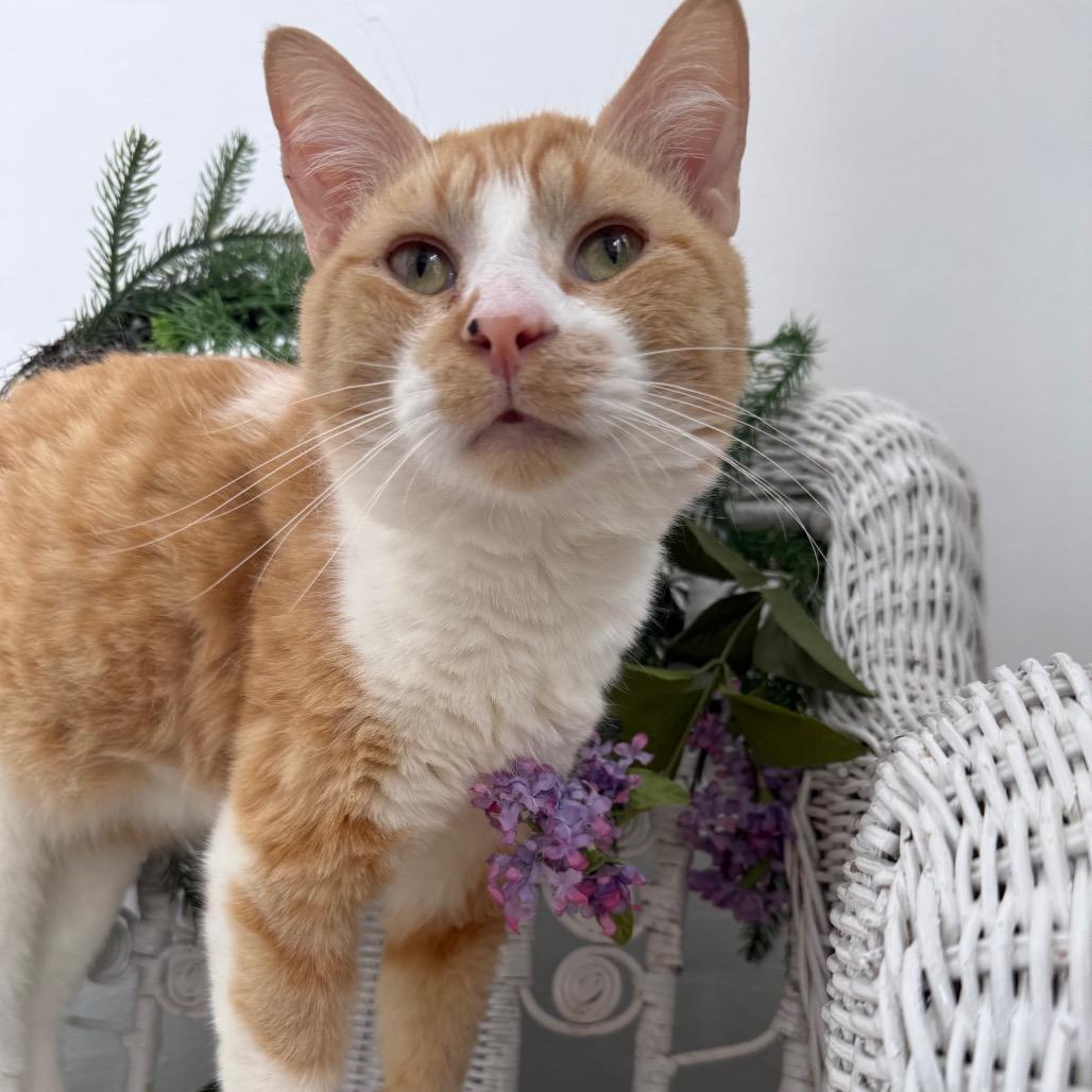 Enlarge Ghee Buttersnaps FIV+ 56038, a Adoptable Domestic Short Hair in Lansing, MI image 3/4