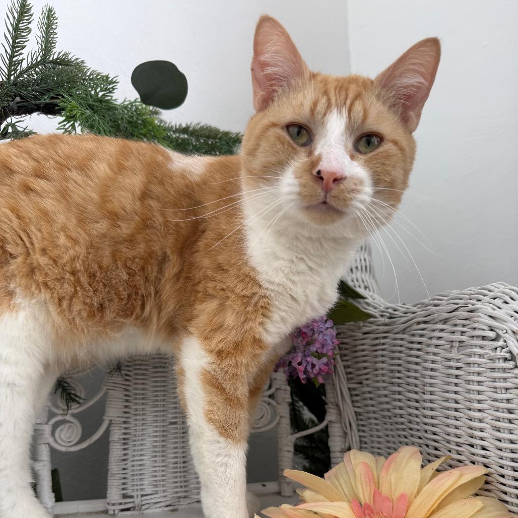 Enlarge Ghee Buttersnaps FIV+ 56038, a Adoptable Domestic Short Hair in Lansing, MI image 4/4