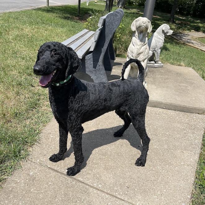 Enlarge Oreo, a Adoptable mixed breed in Oak Ridge, TN image 2/3